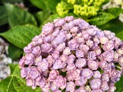 -龙大花卉苗木市场