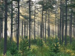 -塞罕坝国家级自然保护区