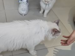 -怪兽屋·羊驼·猫咖·狗咖(俊华广场店)