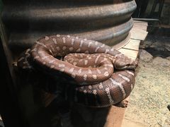 -费瑟代尔野生动物园