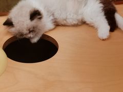 -帕帕拉兹宠物(亚洲旗舰店)