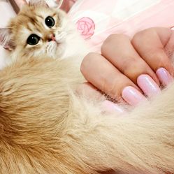 -LILY NAILS美甲美睫