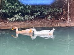 -小小饭店·休闲农庄·安吉松树林里的农家菜