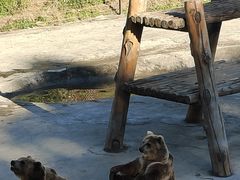 -哈尔滨北方森林动物园