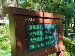 -天目山大树王景区