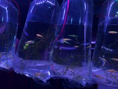 -中环花鸟鱼虫市场