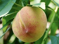 -老袁家蜜桃农场·阳山水蜜桃