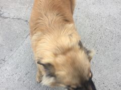 -瑞派·关忠动物医院·猫专科·犬专科(三环新城店)