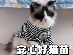 -康旭宠物医院(郑州总院)