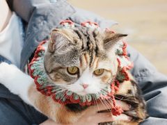 -艾吉宠物医院·疑难杂症转诊中心·猫友好(碧江路院)