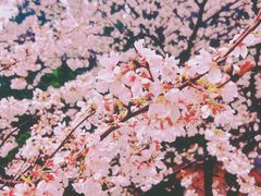 -武汉大学-樱园