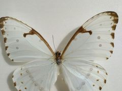 -上海昆虫博物馆