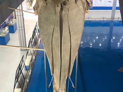 -上海海洋大学鱼文化博物馆(军工路校区)