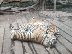-广州长隆野生动物世界