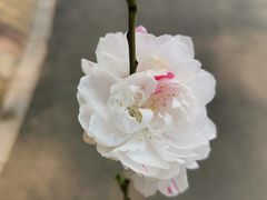 -铁道游击队纪念馆