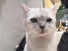 -藏猫猫咖啡主题馆(中央大道店)