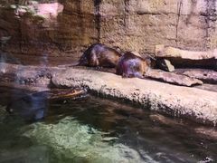 -迪拜水族馆及水下动物园