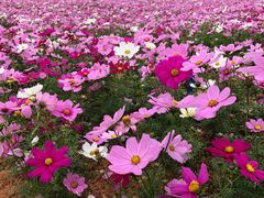 -天适樱花悠乐园