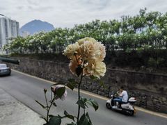 -郑件洋芋饭庄