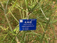 -中国科学院西双版纳热带植物园