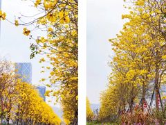 -光明小镇欢乐田园