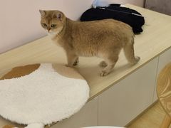 -猫咪派对(江南西店)