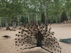 -秦皇岛野生动物园