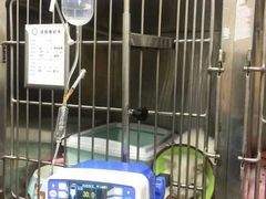 -丹景宠物医院·全科·老年病·牙科(武昌诊疗中心)
