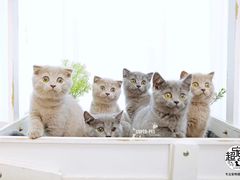 -超宠爱宠物摄影-Super pet