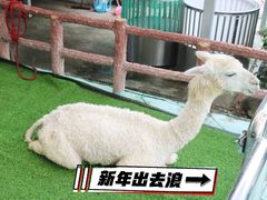 -百万葵园