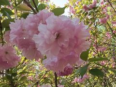 -长白岛森林公园