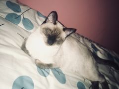 -北京观赏动物医院·24小时大型综合·猫专科·异宠专科