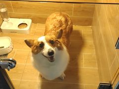 -宠物之家Pets Home 宠物寄养酒店