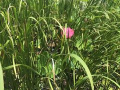 -荷塘月色湿地公园·向阳花洲