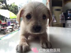 -仁华宠物医院(青羊店)