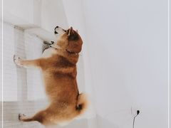 -柴务处·柴犬主题狗咖