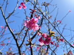 -天适樱花悠乐园