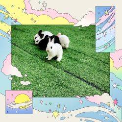 -萌宠亲子动物乐园(槐房万达店)