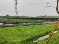 -长洲岛