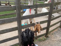 -前小桔亲子创意农场·草莓采摘·露营烧烤