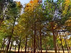 -上海长兴岛郊野公园