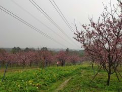 -天适樱花悠乐园