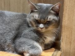 -MOCHA明星猫咖(田子坊店)
