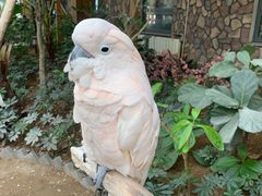 -南宫五洲植物乐园