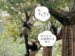 -都江堰中华大熊猫苑