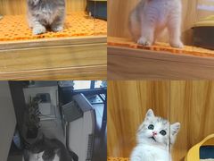 -欣宠猫屋·矮脚拿破仑·蓝金金渐层