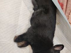 -艾贝尔宠物医院·24H转诊中心·肿瘤猫专科(江宁双龙店)