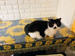-平行世界·猫咖(首经贸店)