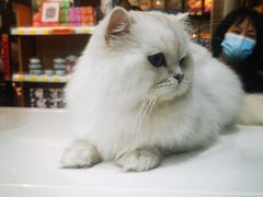 -糯米喵星人总部直营旗舰店·猫舍·幼猫出售