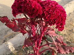 -东方巨龟苑景区